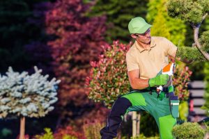 Professional Gardener Using Hedge Trimmer Power Tool